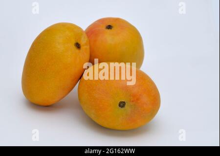 Three Indian Alphonso mangoes (mangifera indica) on a white background Stock Photo