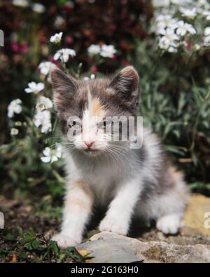 Mixed breed kitten in search of new home and family. Young gray white red cat sits against background of green bushes in garden and poses. Charming yo Stock Photo