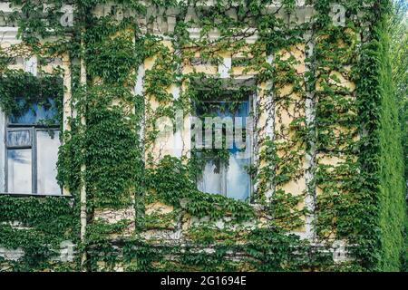 The wall of an old brick house with windows is overgrown with ivy Stock Photo