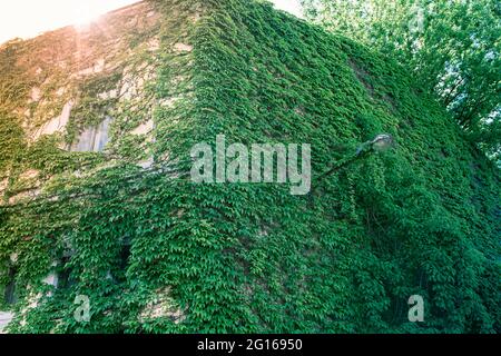 The walls of an old brick house are overgrown with ivy Stock Photo