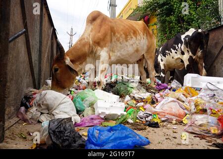 Rajasthan, India. 05th June, 2021. A cow eats plastic at a garbage dump on the evening of 'World Environment Day' in Ajmer the Indian state of Rajasthan, on June 04, 2021. Photo by Himanshu Sharma/ABACAPRESS.COM Credit: Abaca Press/Alamy Live News Stock Photo