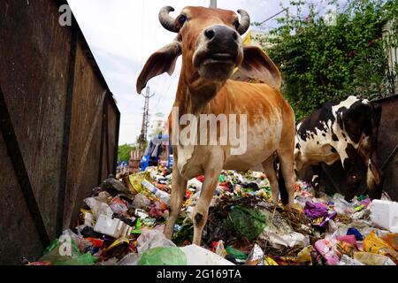 Rajasthan, India. 05th June, 2021. A cow eats plastic at a garbage dump on the evening of 'World Environment Day' in Ajmer the Indian state of Rajasthan, on June 04, 2021. Photo by Himanshu Sharma/ABACAPRESS.COM Credit: Abaca Press/Alamy Live News Stock Photo