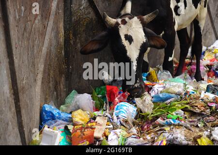 Rajasthan, India. 05th June, 2021. A cow eats plastic at a garbage dump on the evening of 'World Environment Day' in Ajmer the Indian state of Rajasthan, on June 04, 2021. Photo by Himanshu Sharma/ABACAPRESS.COM Credit: Abaca Press/Alamy Live News Stock Photo