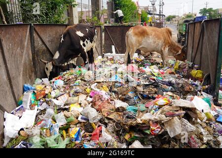 Rajasthan, India. 05th June, 2021. A cow eats plastic at a garbage dump on the evening of 'World Environment Day' in Ajmer the Indian state of Rajasthan, on June 04, 2021. Photo by Himanshu Sharma/ABACAPRESS.COM Credit: Abaca Press/Alamy Live News Stock Photo