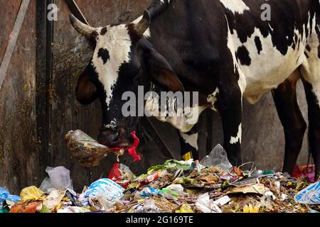 Rajasthan, India. 05th June, 2021. A cow eats plastic at a garbage dump on the evening of 'World Environment Day' in Ajmer the Indian state of Rajasthan, on June 04, 2021. Photo by Himanshu Sharma/ABACAPRESS.COM Credit: Abaca Press/Alamy Live News Stock Photo