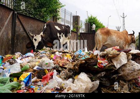 Rajasthan, India. 05th June, 2021. A cow eats plastic at a garbage dump on the evening of 'World Environment Day' in Ajmer the Indian state of Rajasthan, on June 04, 2021. Photo by Himanshu Sharma/ABACAPRESS.COM Credit: Abaca Press/Alamy Live News Stock Photo