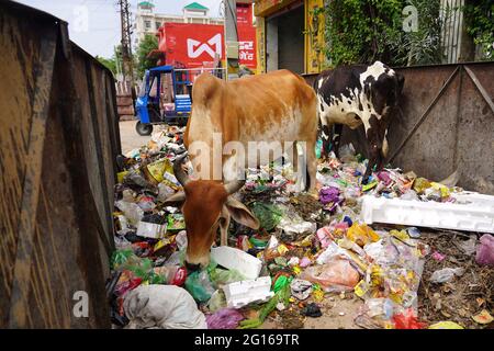 Rajasthan, India. 05th June, 2021. A cow eats plastic at a garbage dump on the evening of 'World Environment Day' in Ajmer the Indian state of Rajasthan, on June 04, 2021. Photo by Himanshu Sharma/ABACAPRESS.COM Credit: Abaca Press/Alamy Live News Stock Photo