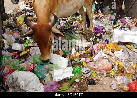 Rajasthan, India. 05th June, 2021. A cow eats plastic at a garbage dump on the evening of 'World Environment Day' in Ajmer the Indian state of Rajasthan, on June 04, 2021. Photo by Himanshu Sharma/ABACAPRESS.COM Credit: Abaca Press/Alamy Live News Stock Photo