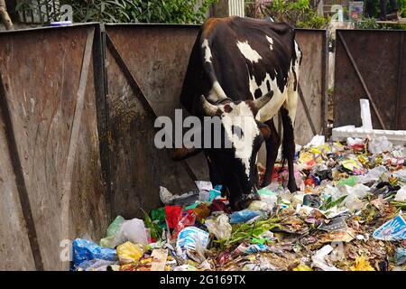 Rajasthan, India. 05th June, 2021. A cow eats plastic at a garbage dump on the evening of 'World Environment Day' in Ajmer the Indian state of Rajasthan, on June 04, 2021. Photo by Himanshu Sharma/ABACAPRESS.COM Credit: Abaca Press/Alamy Live News Stock Photo