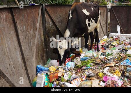 Rajasthan, India. 05th June, 2021. A cow eats plastic at a garbage dump on the evening of 'World Environment Day' in Ajmer the Indian state of Rajasthan, on June 04, 2021. Photo by Himanshu Sharma/ABACAPRESS.COM Credit: Abaca Press/Alamy Live News Stock Photo