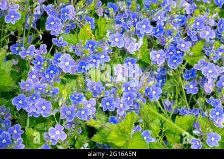 Veronica chamaedrys, blue flower germander speedwell, birds-eye speedwell, or cat's eyes Stock Photo