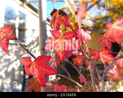 maple leaf turning red in autumn Stock Photo