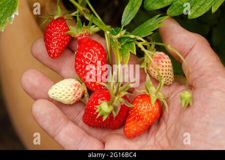 Picking strawberries. Stock Photo