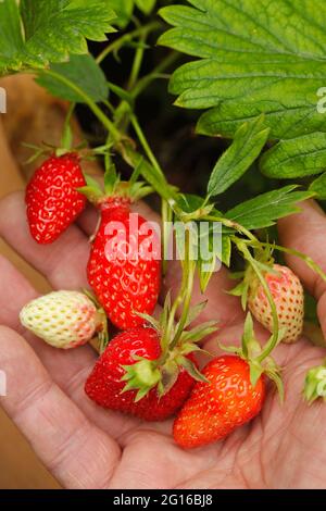 Picking strawberries. Stock Photo