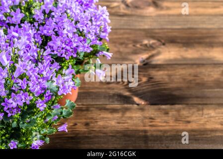 Spring flowers frame on wooden background Stock Photo