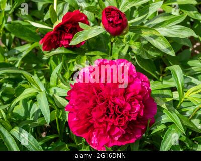 Peony blooms red in the garden Stock Photo