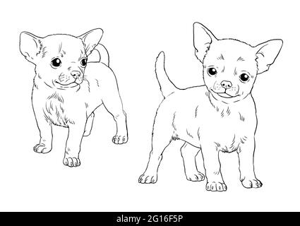 Chihuahua puppy. Cute dogs puppies. Coloring template. Digital illustration. Stock Photo