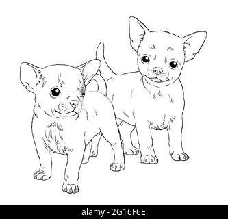 Chihuahua puppy. Cute dogs puppies. Coloring template. Digital illustration. Stock Photo