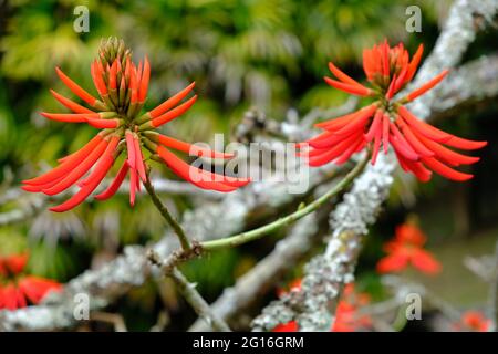 Brazil Sao Paulo - Botanical garden Erythrina speciosa flower - Coral tree - Flame tree Stock Photo