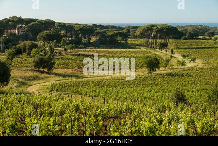 Morning sun over a dirt track leading through a vineyard at Calvi in the Balagne region of Corsica with pine trees and Mediterranean sea in the distan Stock Photo