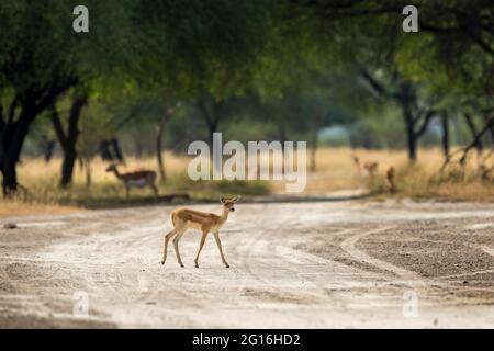 blackbuck or antilope cervicapra or indian antelope fawn at tal chhapar sanctuary churu rajasthan india Stock Photo