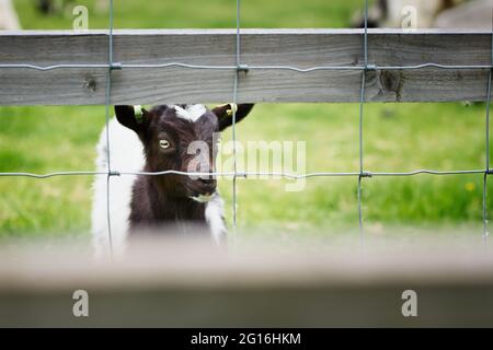 Kid (goat) looking out through fence Stock Photo