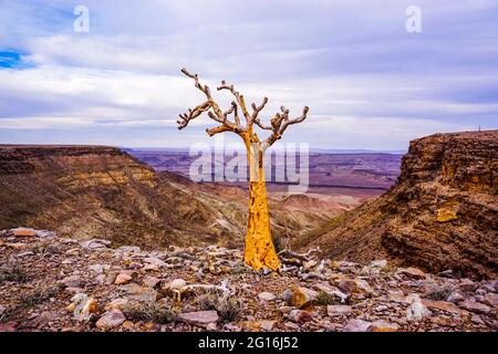 A lonely and majestic Namibian quiver tree stands over the Fish River Canyon Stock Photo