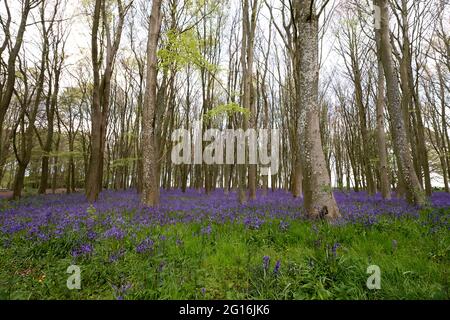 Bluebells at Badbury Hill, Oxfordshire Stock Photo