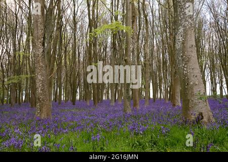 Bluebells at Badbury Hill, Oxfordshire Stock Photo