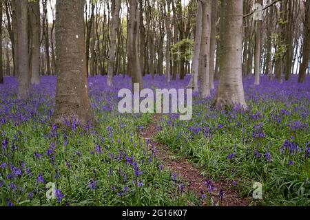 Bluebells at Badbury Hill, Oxfordshire Stock Photo