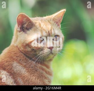 Portrait of a ginger cat on a background of summer green nature Stock Photo