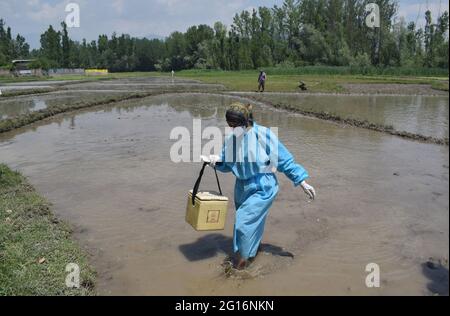 Kashmir, India. 5th June 2021. A health worker walks through a paddy field at a special drive to vaccinate farmers during farming time. Credit: Majority World CIC/Alamy Live News Stock Photo