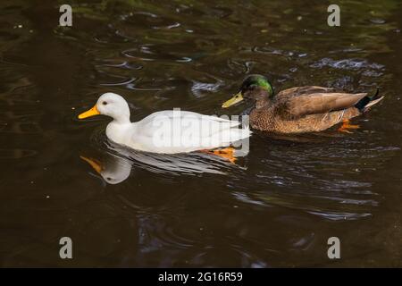 Two ducks in their natural environment. Stock Photo