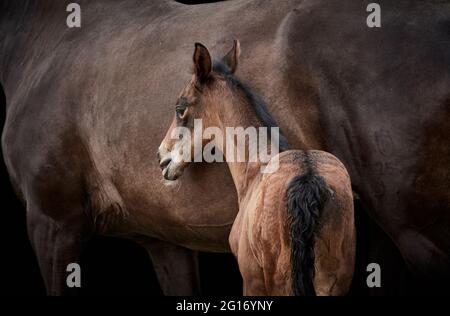 Brown thoroughbred filly foal standing close to mare Stock Photo
