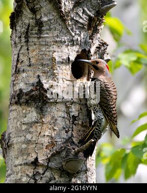 Northern Flicker bird close-up view building its nest house in its environment and habitat surrounding during bird season mating. Image. Picture. Stock Photo