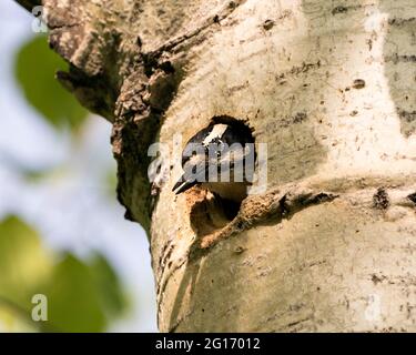 Woodpecker head out of its nest home guarding and protecting the nest in its environment and habitat surrounding. Head shot. Woodpecker Hairy Image. Stock Photo