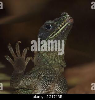 Molukkensegelechse / Weber's crested lizard or Weber's sailfin lizard / Hydrosaurus weberi Stock Photo