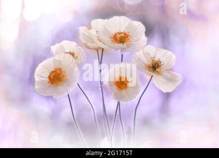 Field poppies Bridal Silk – white ( Papaver rhoeas ) Stock Photo