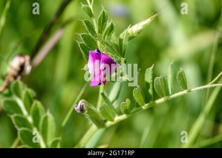 wild Common vetch (Vicia sativa) with its first bloom, growing on Salisbury Plain, Wiltshire Stock Photo