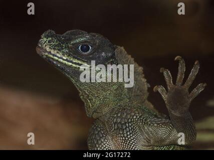 Molukkensegelechse / Weber's crested lizard or Weber's sailfin lizard / Hydrosaurus weberi Stock Photo