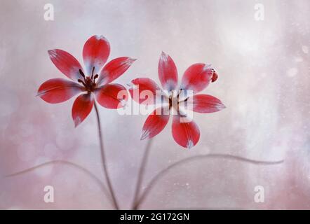 Botanical tulips 'Little Beauty' on a blurred background Stock Photo