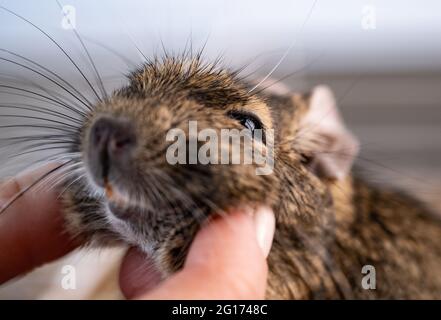 Little domestic squirrel degu Stock Photo