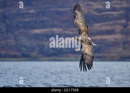 White-tailed Eagle flying on the Isle of Mull with hills in the background Stock Photo