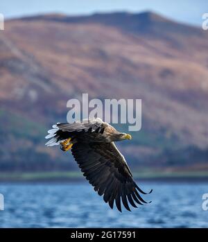 White-tailed Eagle flying on the Isle of Mull with hills in the background Stock Photo