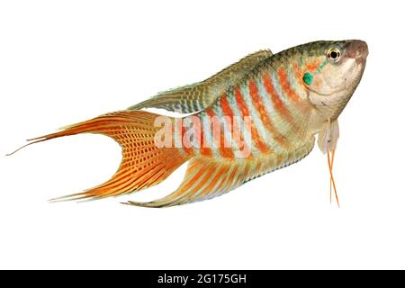 Paradise fish gourami Macropodus opercularis tropical Aquarium fish Stock Photo