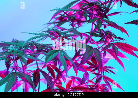 Cannabis purple leaves and flowers on blue background. Positive new look on agricultural marijuana. Aesthetic vibrant abstract background with hemp fo Stock Photo