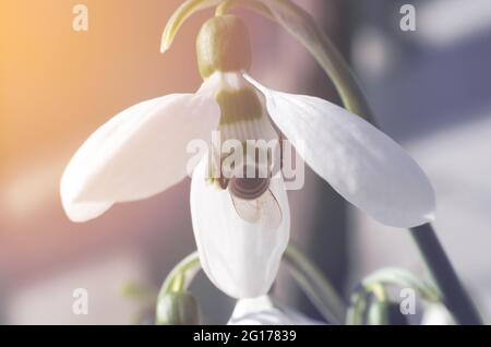 Bee collects nectar on snowdrop flowers, macro photo Stock Photo