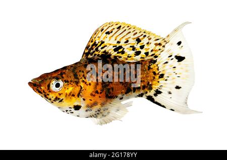 Dalmation Balloon Sailfin Molly Poecilia latipinna aquarium fish Stock Photo