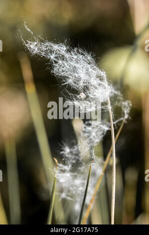 Many Dandelion seeds caught in a spider's web and blowing in the wind Stock Photo