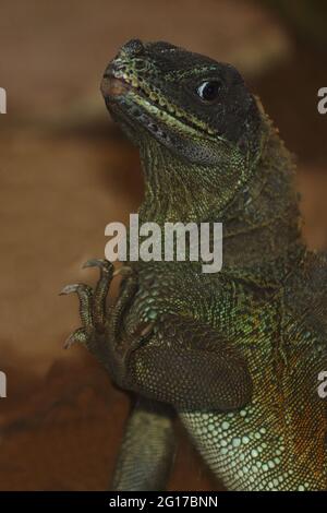 Molukkensegelechse / Weber's crested lizard or Weber's sailfin lizard / Hydrosaurus weberi Stock Photo